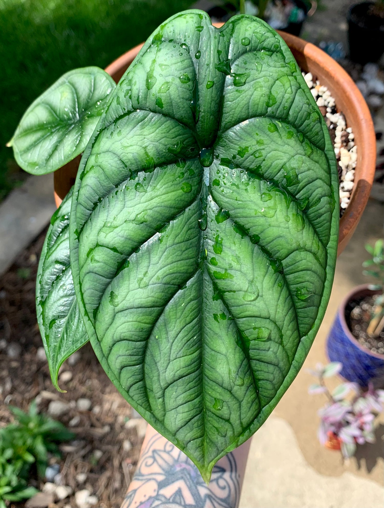 Plants