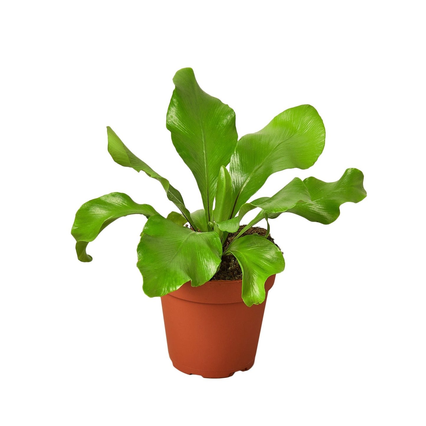 Bird's Nest 'Nidus' Fern - 4" Pot