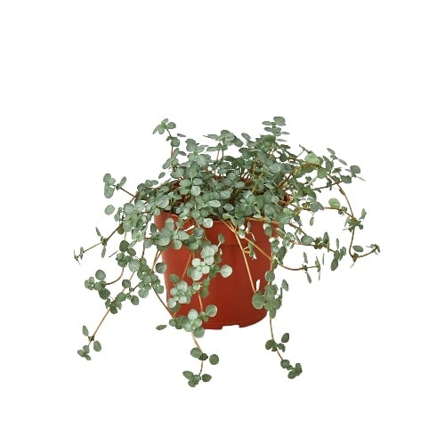 Nettle 'Silver Sparkle' - 4" Pot