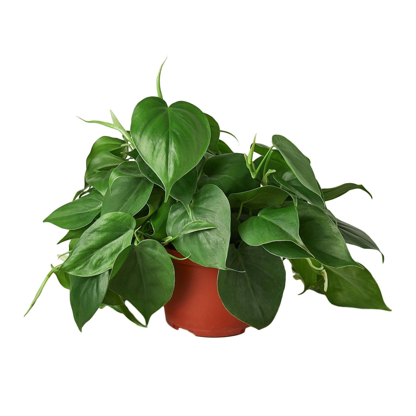 Philodendron Cordatum Heartleaf - 6" Pot