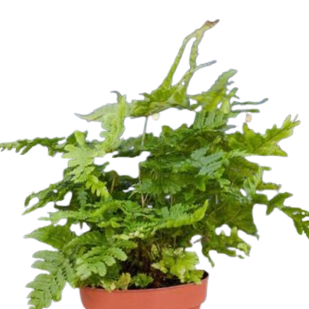 'Autumn' Fern