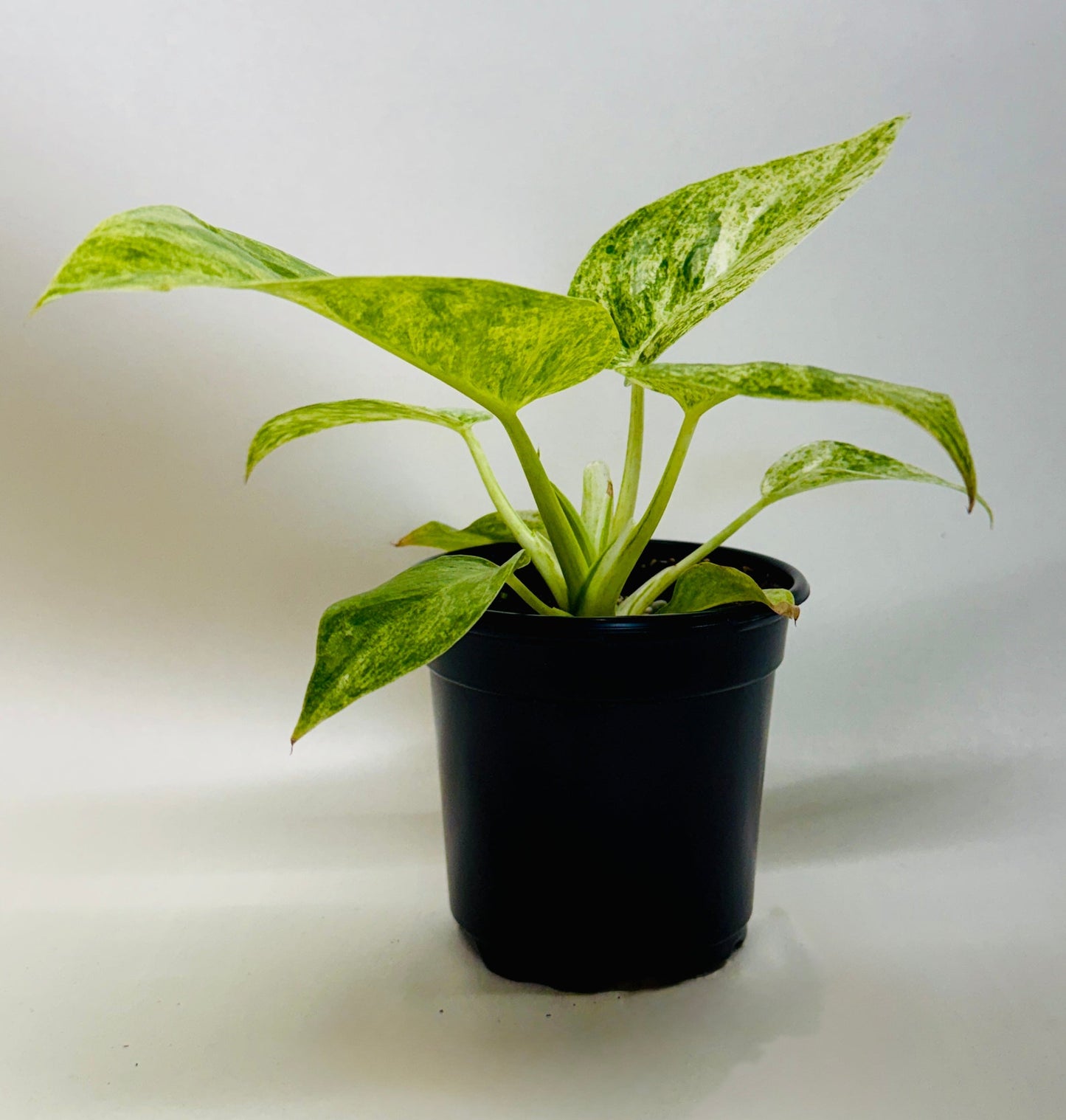 Philodendron 'Blizzard'