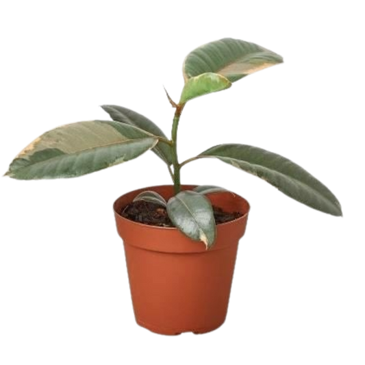 Ficus Elastica 'Ruby Pink'