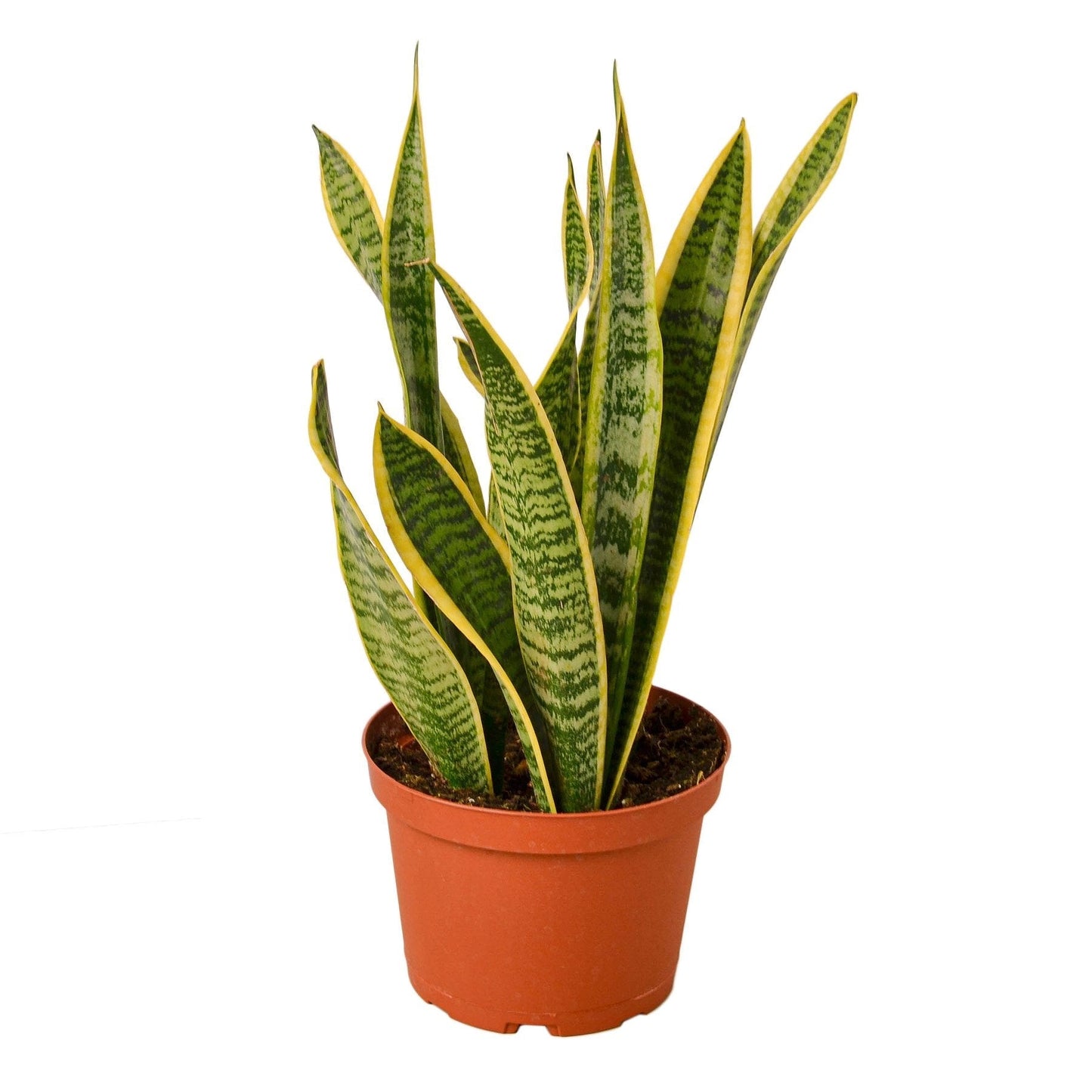 Snake Plant Laurentii - 6" Pot