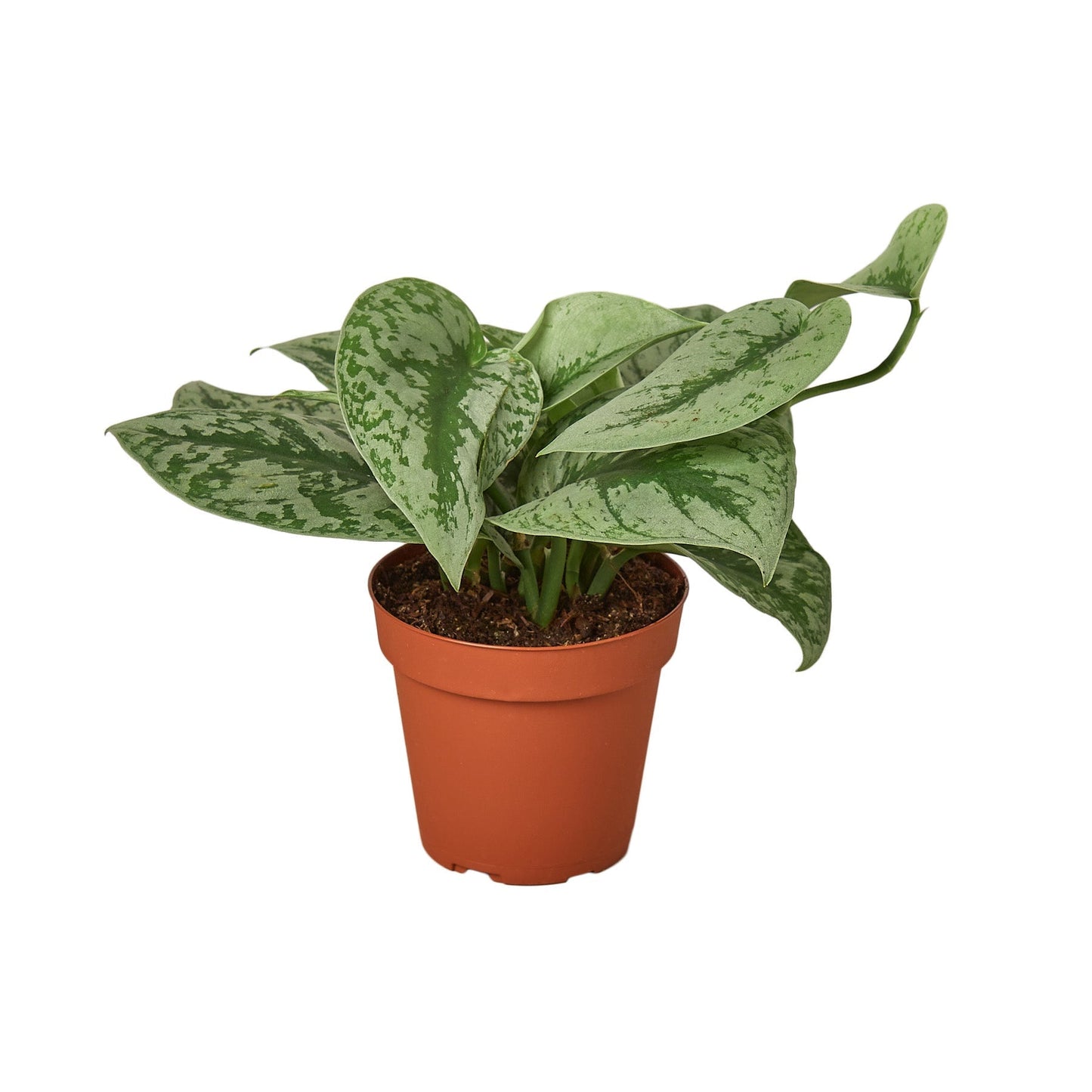 Scindapsus pictus 'Exotica' 4” pot